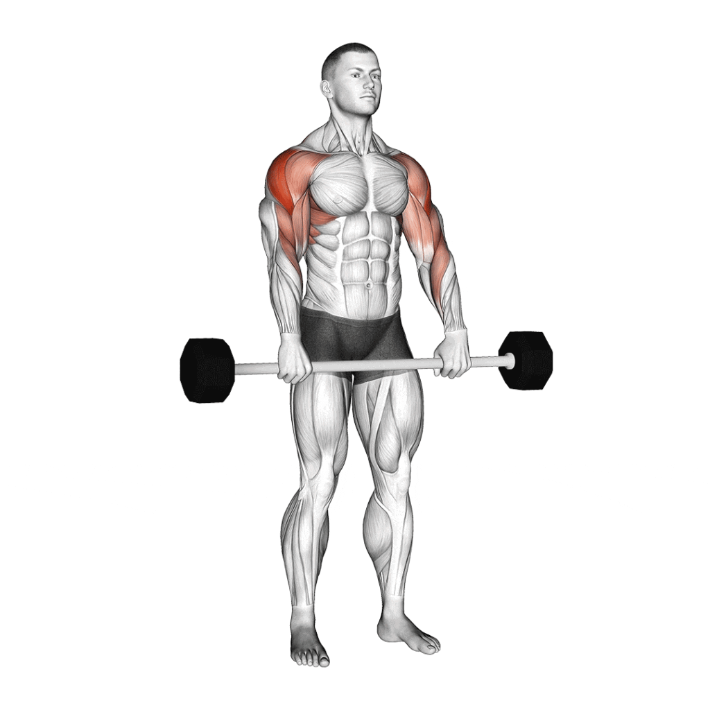 barbell-upright-row-1-1024x1024 أفضل 7 تمارين لتكوير عضلة الكتف بسرعة | احصل على أكتاف قوية 3D