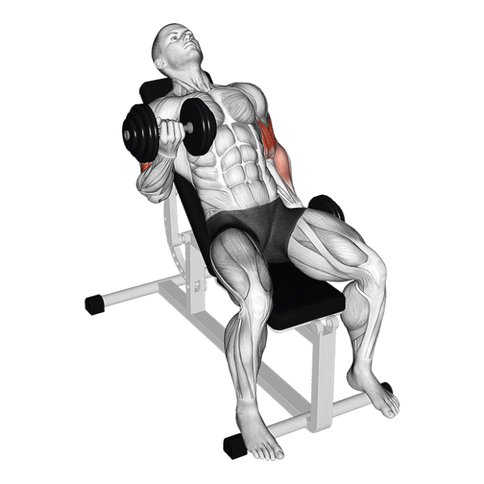 curl-biceps-alterne-sur-banc-incline أقوى 7 تمارين لتكبير عضلة البايسبس التي تحلم بها