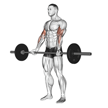 curl-de-biceps-con-barra-1 أقوى 7 تمارين لتكبير عضلة البايسبس التي تحلم بها