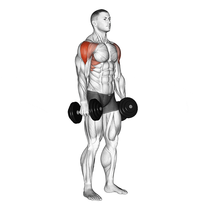 dumbbell-lateral-raise أفضل 7 تمارين لتكوير عضلة الكتف بسرعة | احصل على أكتاف قوية 3D