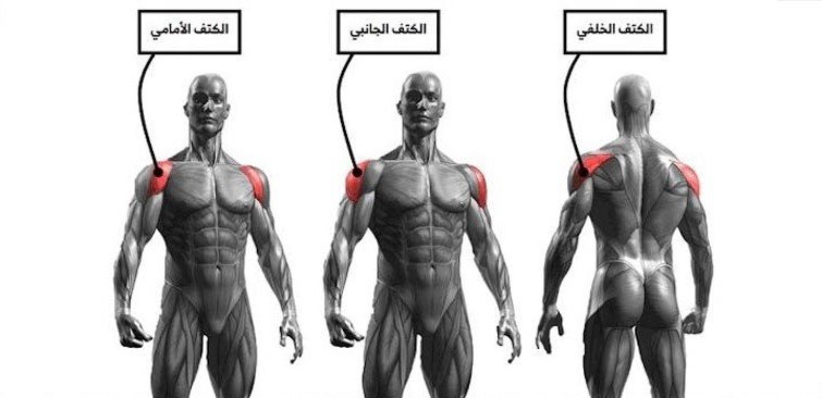 أقسام-عضلة-الأكتاف أفضل 7 تمارين لتكوير عضلة الكتف بسرعة | احصل على أكتاف قوية 3D