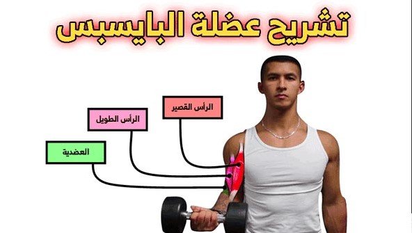 تشريح-عضلة-البايسبس أقوى 7 تمارين لتكبير عضلة البايسبس التي تحلم بها