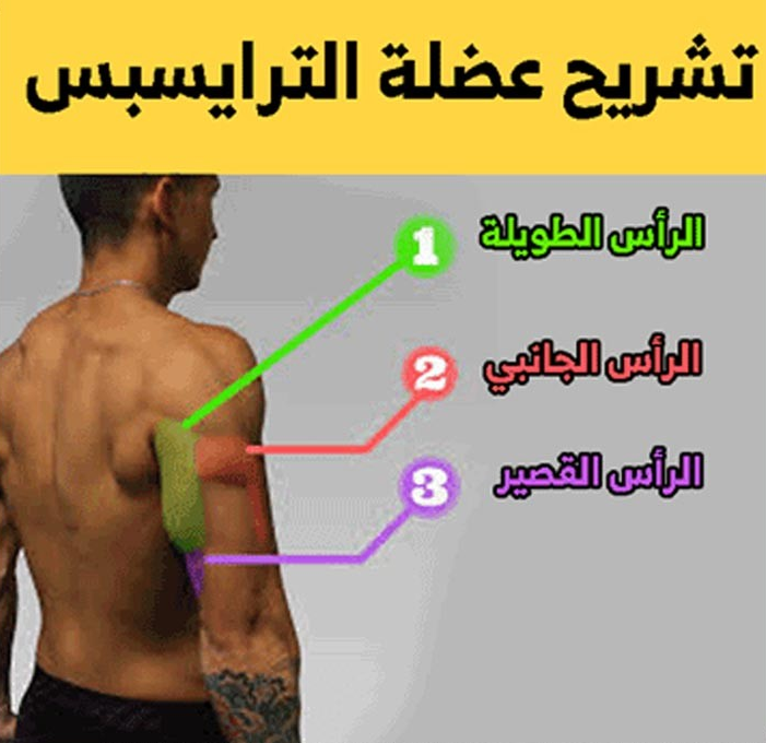 8g3eyzpr أهم تمارين عضلة الترايسبس لتقوية وتضخيم الذراع