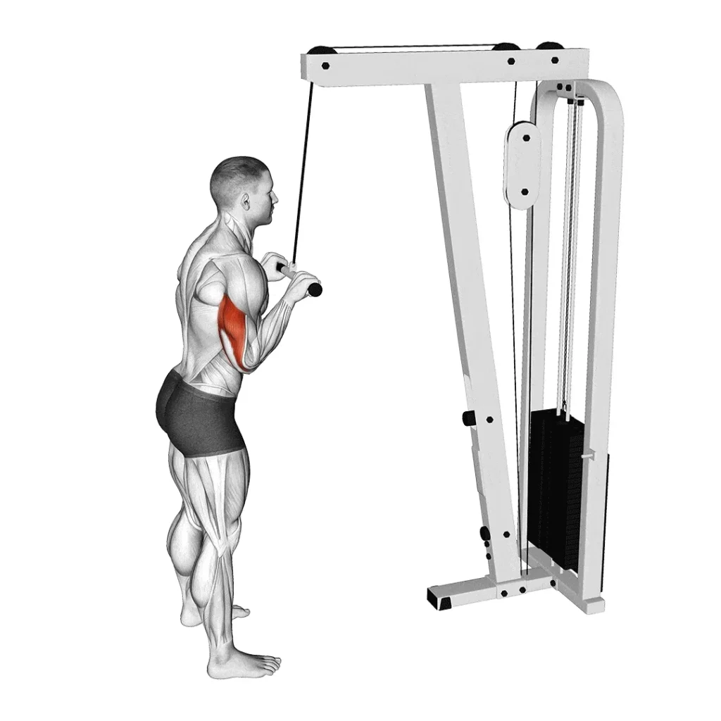 straight-bar-tricep-pushdown-1024x1024 أهم تمارين عضلة الترايسبس لتقوية وتضخيم الذراع